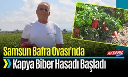 Bafra Ovası'nda Kapya Biber Hasadı Başladı