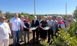 Çeşme'de Coğrafi İşaretli Damla Sakızı ve Zeytin Hasadı