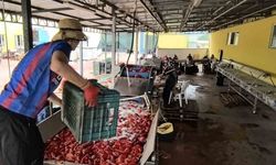 Hollanda’nın biber salçasını İnegöllü kadınlar üretiyor