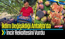 İklim Değişikliği Antalya'da İncir Rekoltesini Vurdu