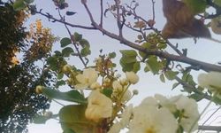 İklim Şaşkınlığı: Armut Ağacı Yeniden Çiçek Açtı