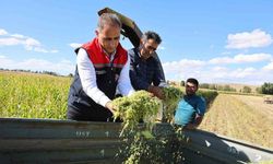 Kars'ta Silajlık Mısır Hasadında Yüzde 75 Verim Artışı