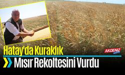 Hatay'da Kuraklık Mısır Rekoltesini Vurdu
