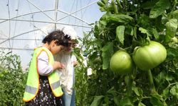 Özel Öğrenciler Serada Organik Sebze Hasadı Yaptı