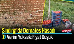 Sındırgı'da Domates Hasadı Başladı: Verim Yüksek