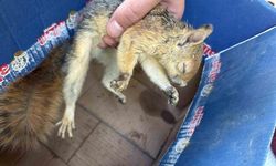 Şırnak’ta yaban hayvanları tedavi altına alındı