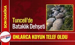 Tunceli'de Sürü İzdihamı: 29 Koyun Telef Oldu