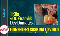 1 Kilo 400 Gramlık Dev Domates Görenleri Şaşkına Çevirdi