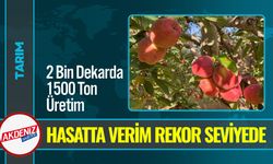 Elma Hasadı Başladı: Bereketli Sezon Üreticiyi Sevindirdi