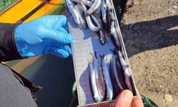 Ereğli'de 3 Günde Bin Tondan Fazla Balık Karaya Çıktı