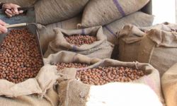 Fındık Piyasasında Sert Düşüş Yaşandı