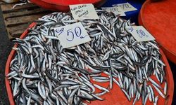 Karadeniz Hamsisi Tüketiciyi Sevindirdi