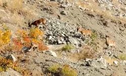 Koruma Altındaki Dağ Keçileri Sürü Halinde Görüntülendi!