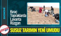 Niğde’de Susuz Tarımın Yeni Umudu: İngiliz Lavantası