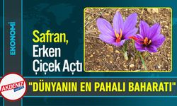 Dünyanın en pahalı baharatı "Safran"