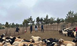 Tokat’ta Küçükbaş Hayvancılık Eğitimi Sürüyor