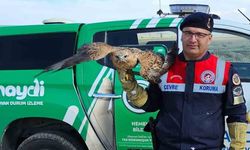 Yozgat Boğazlıyan'da Yaralı Kızıl Şahin Koruma Altına Alındı