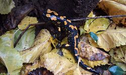 Adana'da sarı benekli semender görüldü