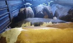 Artvin'de Film Gibi Operasyon: 4 Şüpheli Kıskıvrak Yakalandı