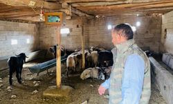 Başıboş Köpek Terörü: Ahıra Giren Köpekler 5 Koyunu Telef Etti