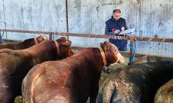 Büyükbaş hayvanlara şap aşısı ve sağlık taraması