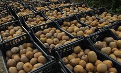 Çarşamba’da Kivi Hasadı Şenliği: Samsun Türkiye Üçüncüsü