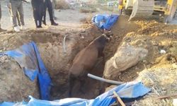 Kırıkhan'da Hayvan Kurtarma Operasyonu