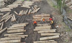 Düzce Orman Ürünlerinde Rekora Koşuyor