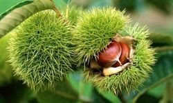 Düzce’de Kapama Kestane Bahçesi Kuracaklara Büyük Destek