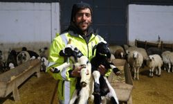 Küçükbaş Hayvan Yetiştiricilerine Umut Oldu