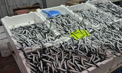Hamsi Fiyatları Üç Katına Çıktı: Kilogramı 150 Lira