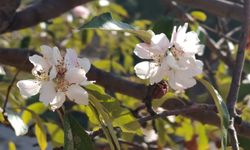 İklim Şaşkınlığı: Sonbahar Sıcakları Elma Ağacını Bahar Sandırdı