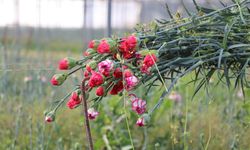 Isparta, Tarımdaki Başarısını Kanıtladı; Hedef 200 Milyon