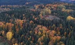 Karadeniz'in "Bodrumu" Renk Cümbüşüyle Göz Kamaştırıyor