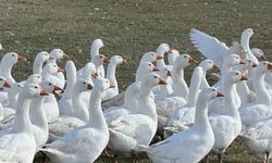 Kars Sofralarının Kraliçesi Hazır