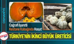 Coğrafi İşaretli Kestane Kabağı Hasadı Başladı