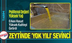 Aydın Zeytininde 'Yok Yılı' Sevinci: Yağ Oranı Rekor Kırdı