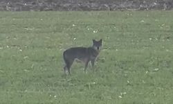 Kurt Popülasyonu Tedirgin Ediyor: Köy Merkezlerine İniyorlar