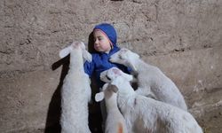 Kuzuların arasındaki minik Yusuf’un tatlı halleri gülümsetti