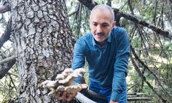 Mantar Avcıları Heyecan Peşinde!