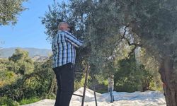 Nazilli Zeytin Hasadında Protokol Ağaçlara Çıktı