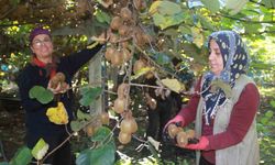 Ordu Kivisi İl Ekonomisine Can Veriyor: Hedef 500 Milyon TL Gelir