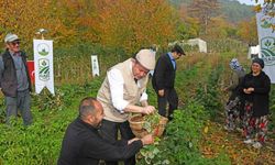 Osmangazi'de Organik Ahududu Hasadı Başladı
