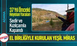 37 Yıl Önceki Heyelan Yaraları, Sedir ve Kızılçamla Kapandı