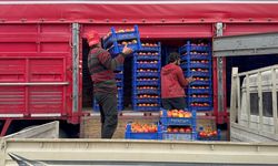 Sıcak Hava Sezonu Uzattı: Domateste Yüzler Gülüyor