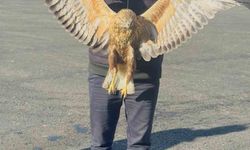 Talihsiz Baykuş, Ekipler Tarafından Kurtarıldı