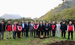 Tescilli Ordu Kivisinde Bereketli Sezon; Hasat Başladı