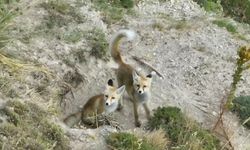 Tilki Ailesinin Doğal Yaşam Mücadelesi