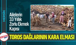 Toros Dağlarının Kara Elması: Ailelerin Zorlu Mesaisi