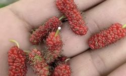 Tunceli'de Kırmızı Dut Ağacı İkinci Kez Meyve Verdi